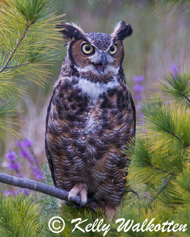 Spirit Animal Key Chain – Great Horned Owl – Moment of Perception