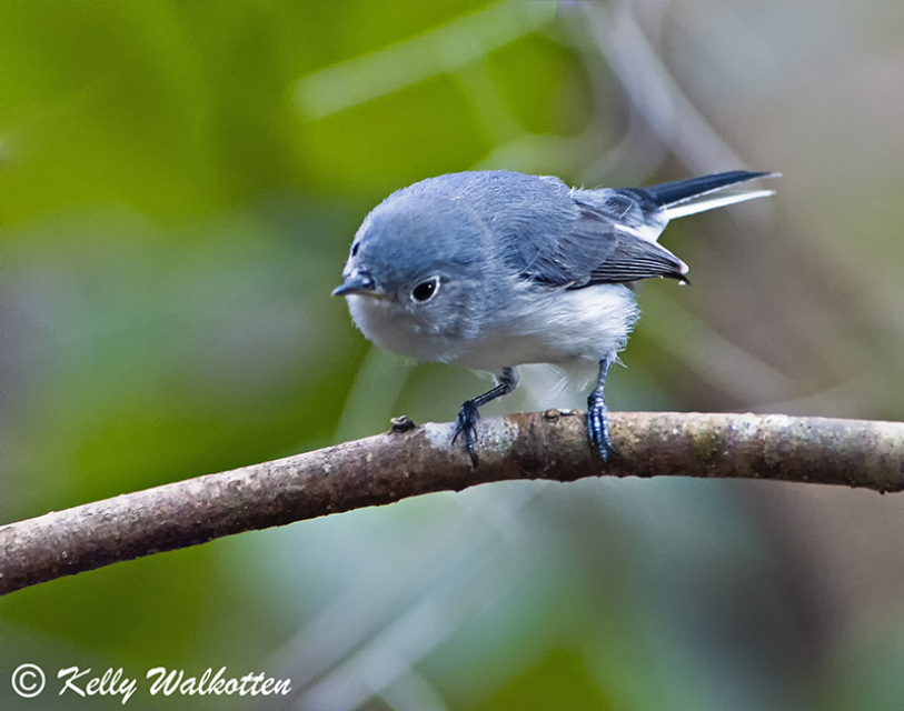 Out My Backdoor: The Blue-gray Gnatcatcher